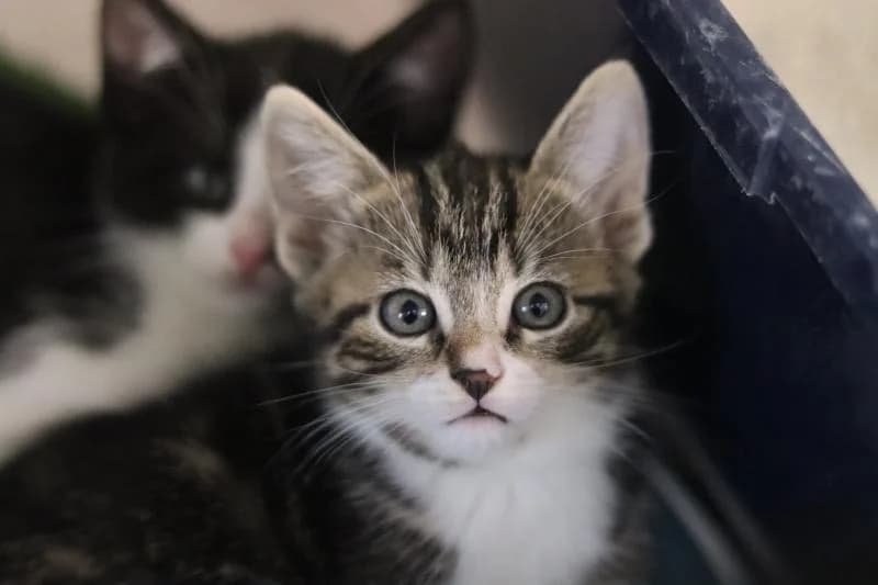 Mel - EKH, female European Shorthair for adoption at Tierschutzverein Rheine, Neuenkirchen