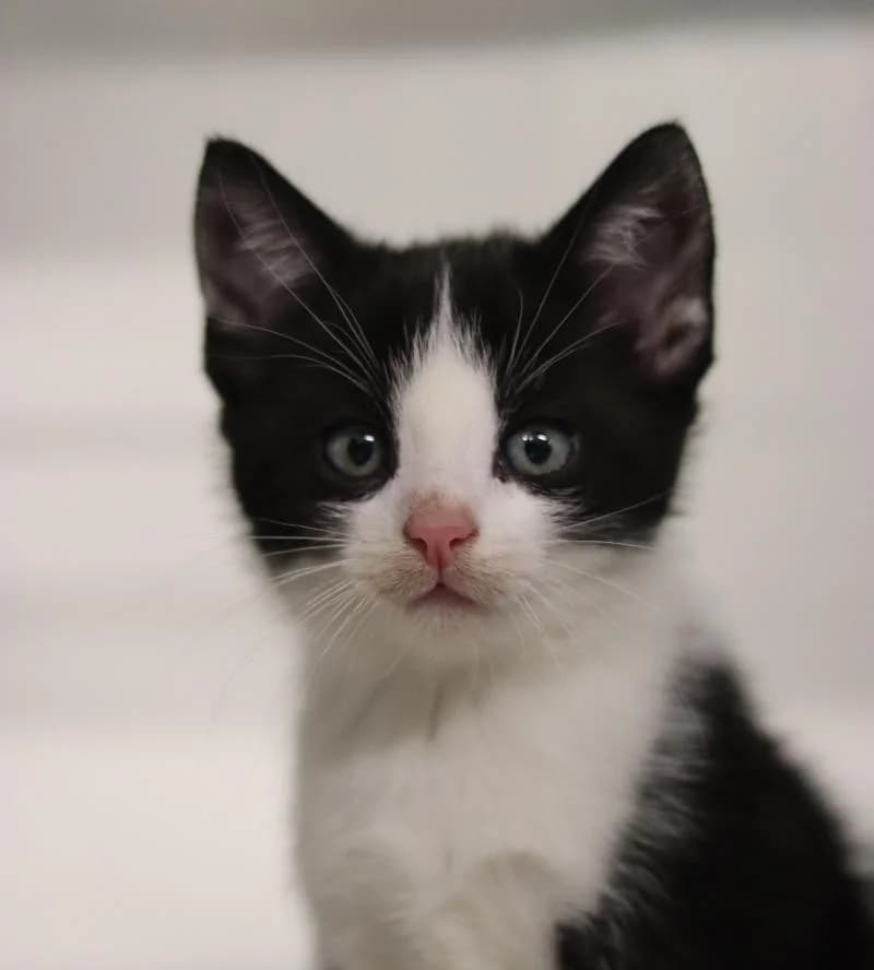 Mika - EKH, male European Shorthair for adoption at Tierschutzverein Rheine, Neuenkirchen
