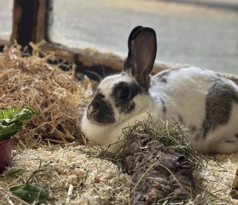 Millie, female mixed breed for adoption at Tierschutzverein Rheine, Neuenkirchen
