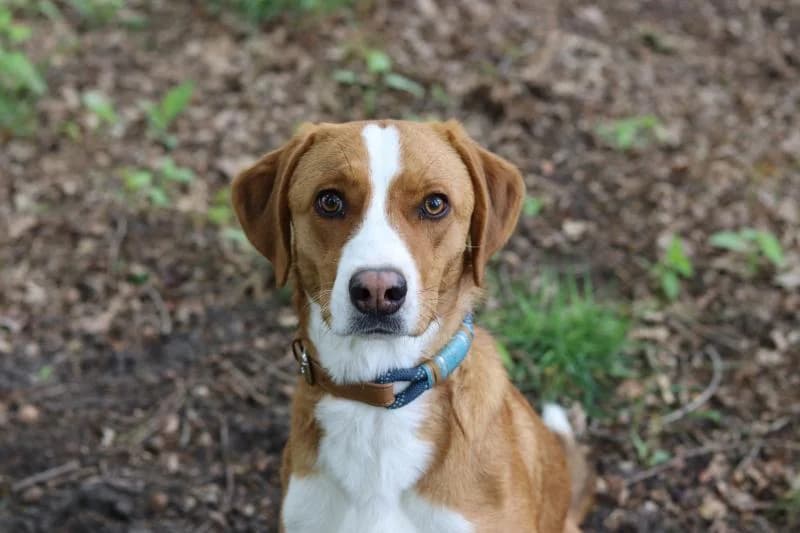 Mira - Hütehund-Mix, female mixed breed for adoption at Tierschutzverein Rheine, Neuenkirchen