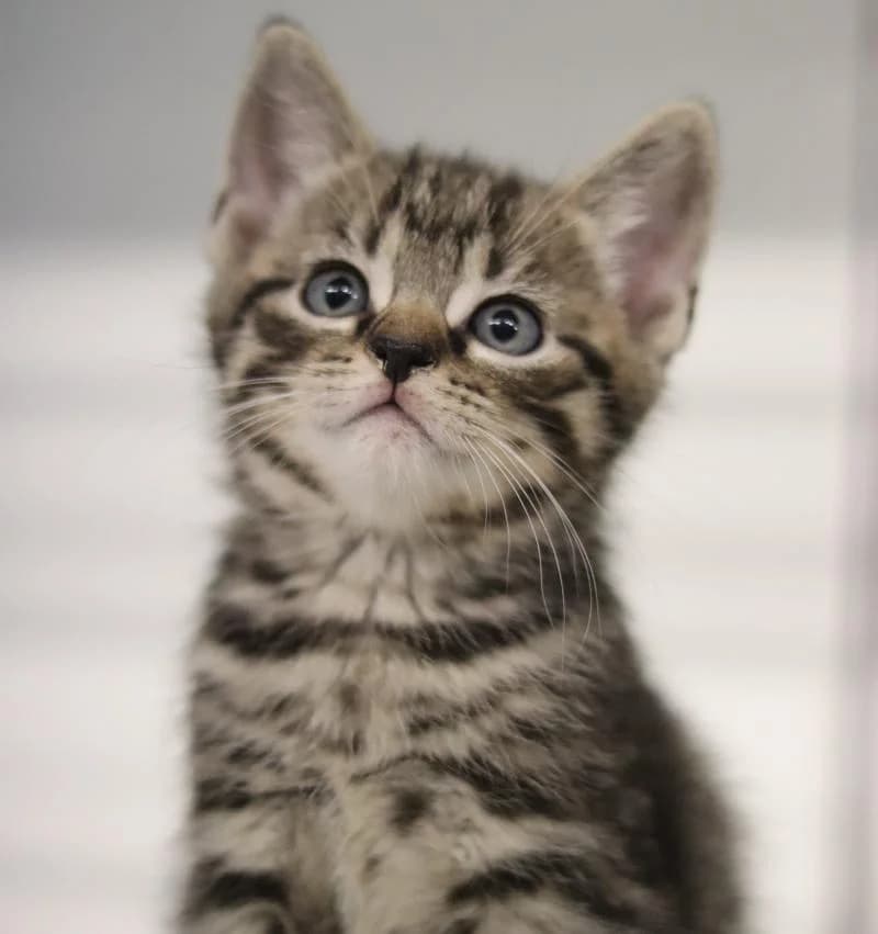 Mozart - EKH, male European Shorthair for adoption at Tierschutzverein Rheine, Neuenkirchen