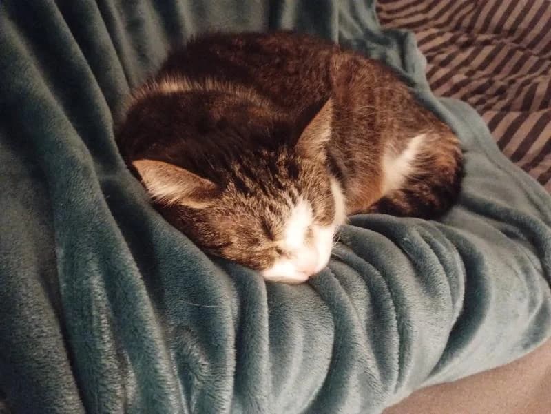 Externe Tiere, European Shorthair for adoption at Tierschutzverein Rheine, Neuenkirchen