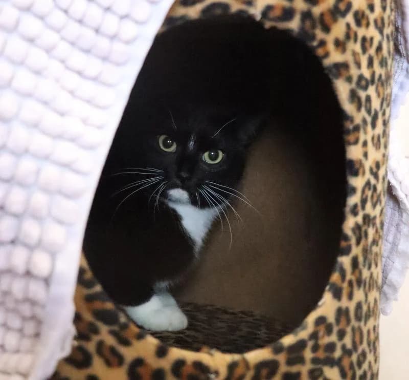 Naomi - EKH, female European Shorthair for adoption at Tierschutzverein Rheine, Neuenkirchen