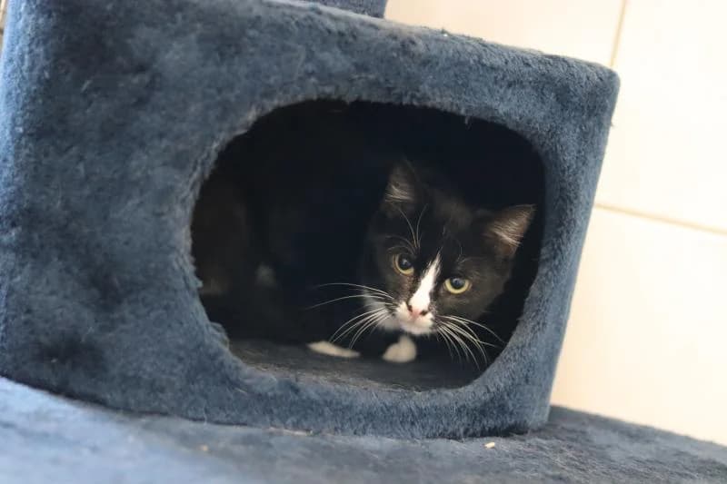 Nora - EKH, female European Shorthair for adoption at Tierschutzverein Rheine, Neuenkirchen