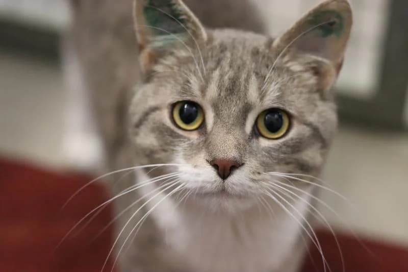 Externe Tiere, male Mixed Breed for adoption at Tierschutzverein Rheine, Neuenkirchen
