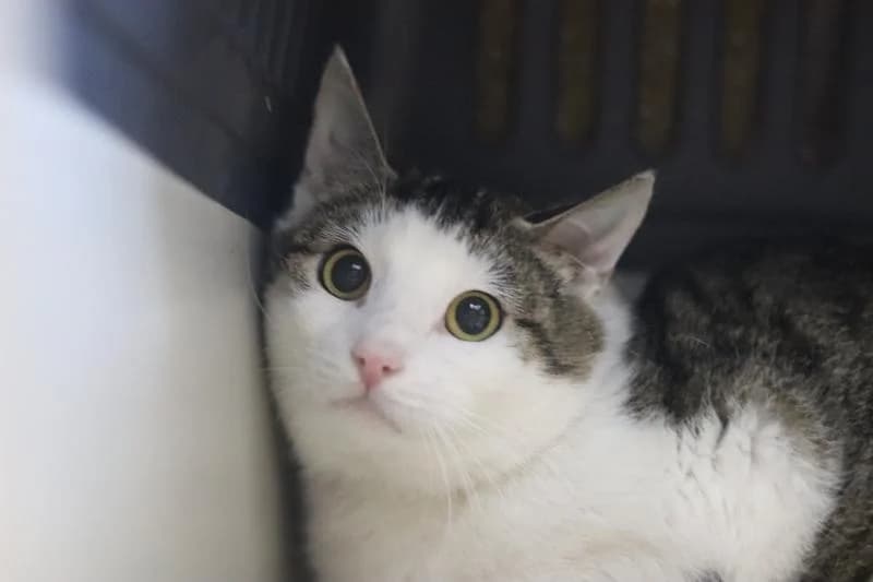 Onyx - EKH, male European Shorthair for adoption at Tierschutzverein Rheine, Neuenkirchen