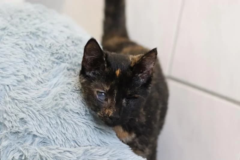 Ophelia - EKH, female European Shorthair for adoption at Tierschutzverein Rheine, Neuenkirchen
