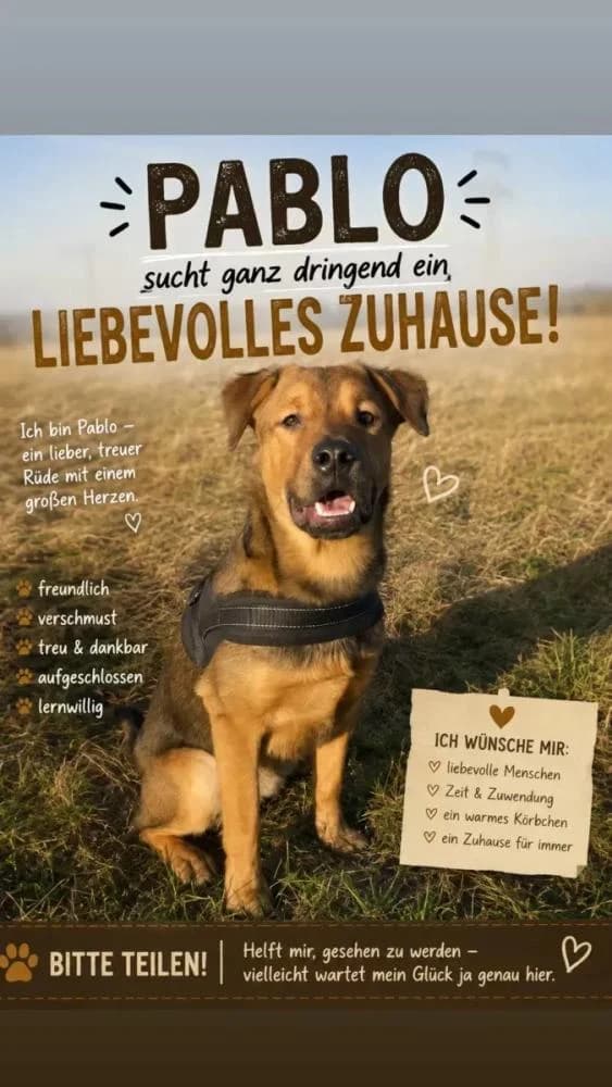 Externe Tiere, male Mixed Breed for adoption at Tierschutzverein Rheine, Neuenkirchen