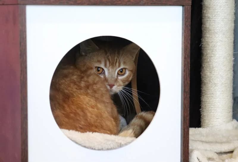 Phönix - EKH, male European Shorthair for adoption at Tierschutzverein Rheine, Neuenkirchen