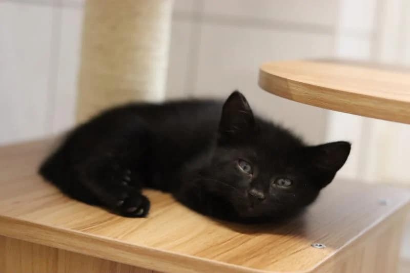 Pikatchu - EKH, male European Shorthair for adoption at Tierschutzverein Rheine, Neuenkirchen