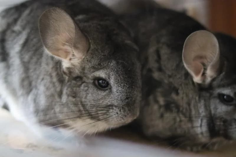 Prada, female Chinchilla for adoption at Tierschutzverein Rheine, Neuenkirchen