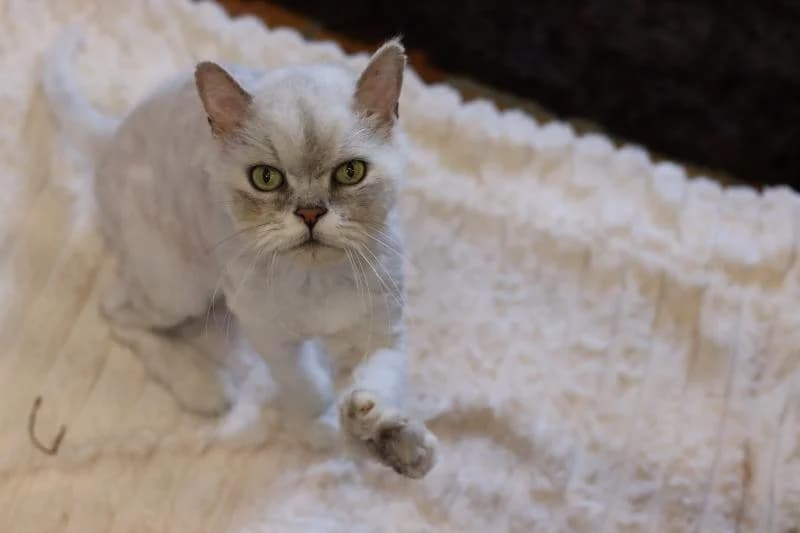 Puschel - Perser (Langhaar), male Persian for adoption at Tierschutzverein Rheine, Neuenkirchen