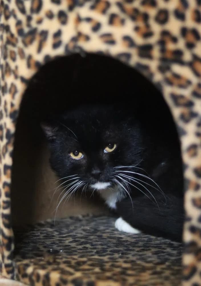 Rabauke - EKH, male European Shorthair for adoption at Tierschutzverein Rheine, Neuenkirchen