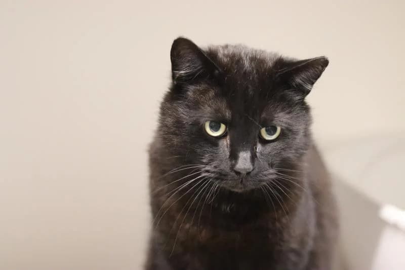 Ronald - EKH, male European Shorthair for adoption at Tierschutzverein Rheine, Neuenkirchen