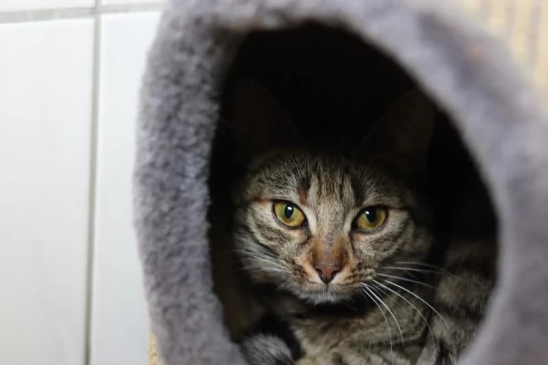 Roxy - EKH, female European Shorthair for adoption at Tierschutzverein Rheine, Neuenkirchen