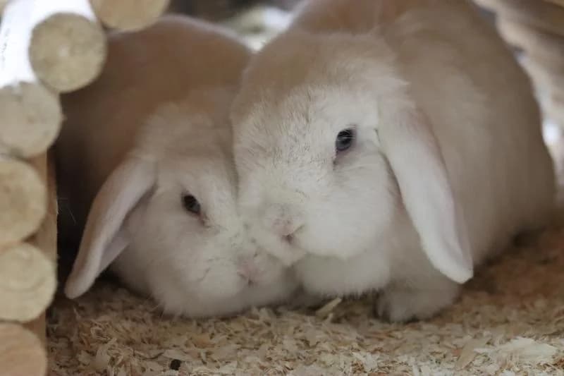 Salt und Pepper, mixed breed for adoption at Tierschutzverein Rheine, Neuenkirchen