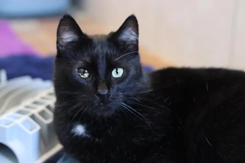 Sasha - EKH, male European Shorthair for adoption at Tierschutzverein Rheine, Neuenkirchen