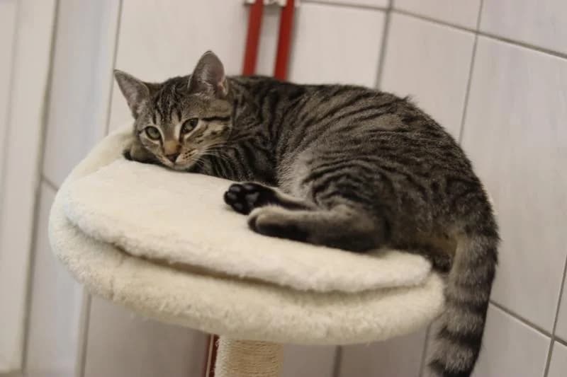 Schatten - EKH, female European Shorthair for adoption at Tierschutzverein Rheine, Neuenkirchen