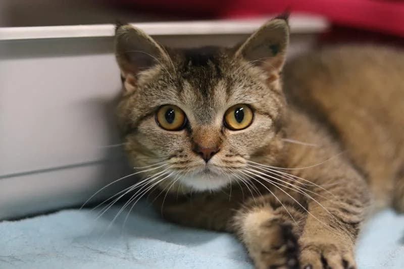 Shirin - BKH, female British Shorthair for adoption at Tierschutzverein Rheine, Neuenkirchen