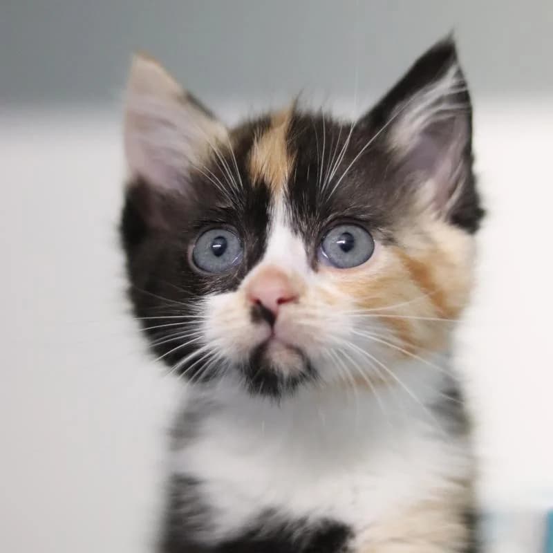 Sprotte - EKH, female European Shorthair for adoption at Tierschutzverein Rheine, Neuenkirchen