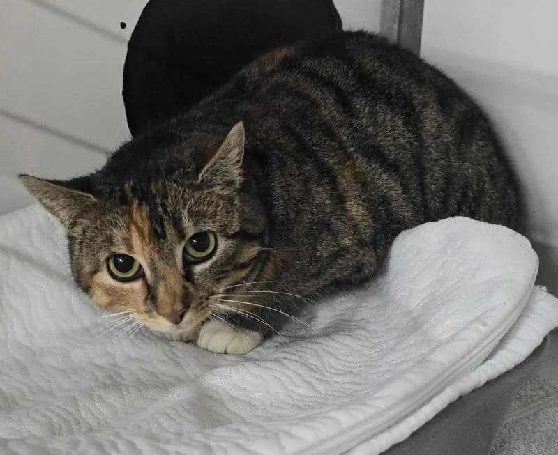 Tinkabell - EKH, female European Shorthair for adoption at Tierschutzverein Rheine, Neuenkirchen