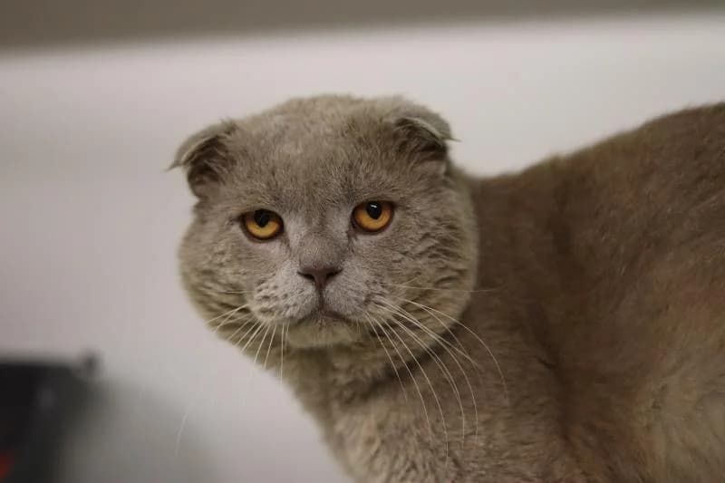 Tommy - Scottish Fold, male Scottish Fold for adoption at Tierschutzverein Rheine, Neuenkirchen