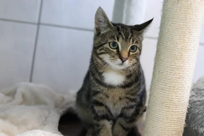 Toni - EKH, male European Shorthair for adoption at Tierschutzverein Rheine, Neuenkirchen
