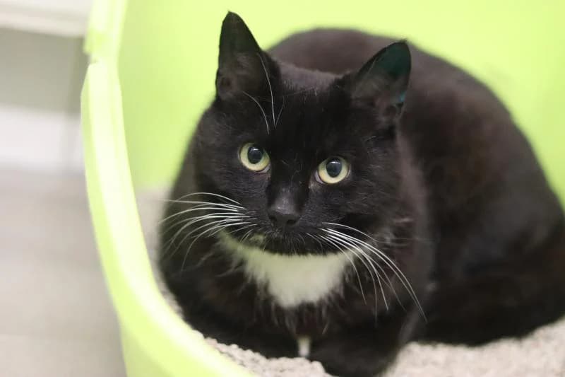 Zoe - EKH, female European Shorthair for adoption at Tierschutzverein Rheine, Neuenkirchen