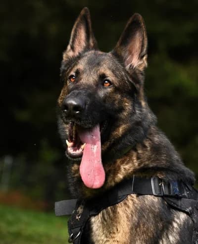 Bingo, male German Shepherd for adoption at Tierschutzverein Rosenheim, Rosenheim
