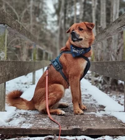 Kim, male 5yo Mixed Breed for adoption at Tierschutzverein Rosenheim, Rosenheim