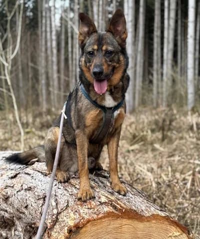 Toffee, male 4yo Mixed Breed for adoption at Tierschutzverein Rosenheim, Rosenheim