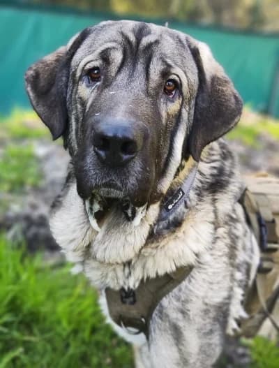 Aslan, male Kangal for adoption at Tierschutzverein Rosenheim, Rosenheim