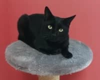 Kuko *reserviert*, schwarz male 6yo Mixed Breed for adoption at Tierschutzverein Rosenheim, Rosenheim