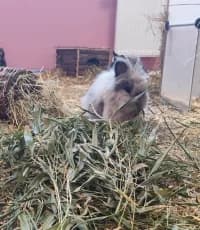 Toulouse, grau male puppy Mixed Breed for adoption at Tierschutzverein Rosenheim, Rosenheim