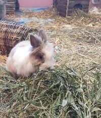 Nopoleon, grau male puppy Mixed Breed for adoption at Tierschutzverein Rosenheim, Rosenheim