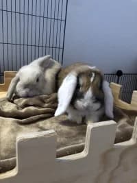 Hopper und Elfi, 4yo Mixed Breed for adoption at Tierschutzverein Rosenheim, Rosenheim