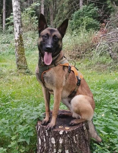 Stuart, male Mixed Breed for adoption at Tierschutzverein Rosenheim, Rosenheim