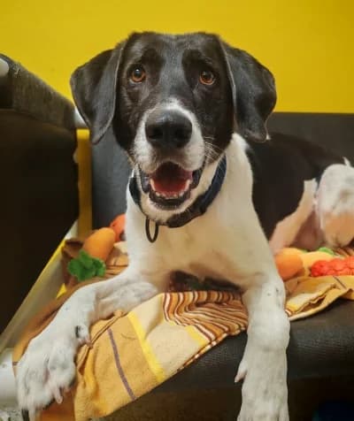 Milow, male Mixed Breed for adoption at Tierschutzverein Rosenheim, Rosenheim
