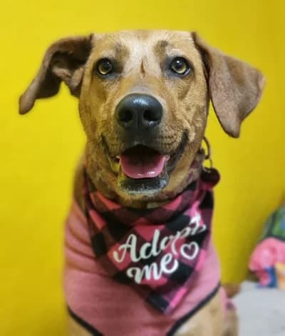 Penny, female Mixed Breed for adoption at Tierschutzverein Rosenheim, Rosenheim