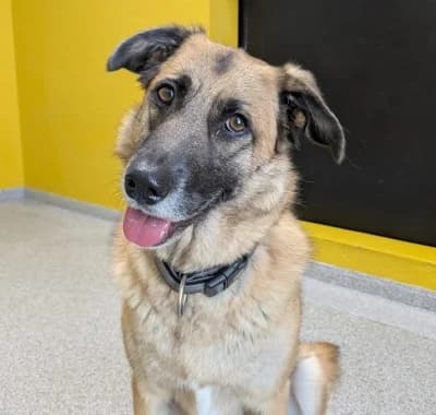 Nova *reserviert*, female Mixed Breed for adoption at Tierschutzverein Rosenheim, Rosenheim