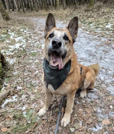 Mexx, male senior Mixed Breed for adoption at Tierschutzverein Rosenheim, Rosenheim