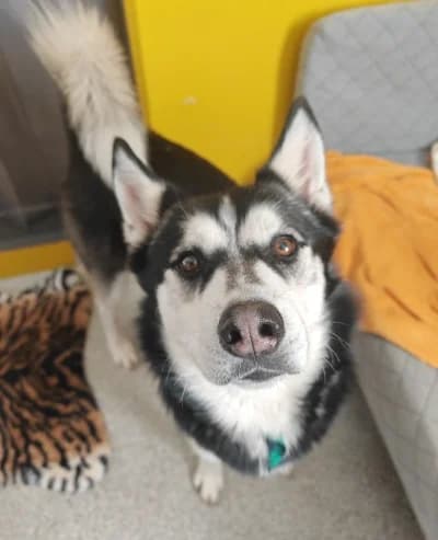 Rudi, male 3yo Mixed Breed for adoption at Tierschutzverein Rosenheim, Rosenheim