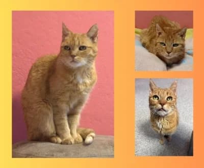 Socke, male senior Mixed Breed for adoption at Tierschutzverein Rosenheim, Rosenheim