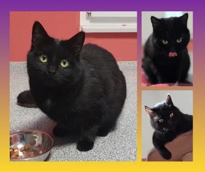 Sky, schwarz male 3yo Mixed Breed for adoption at Tierschutzverein Rosenheim, Rosenheim