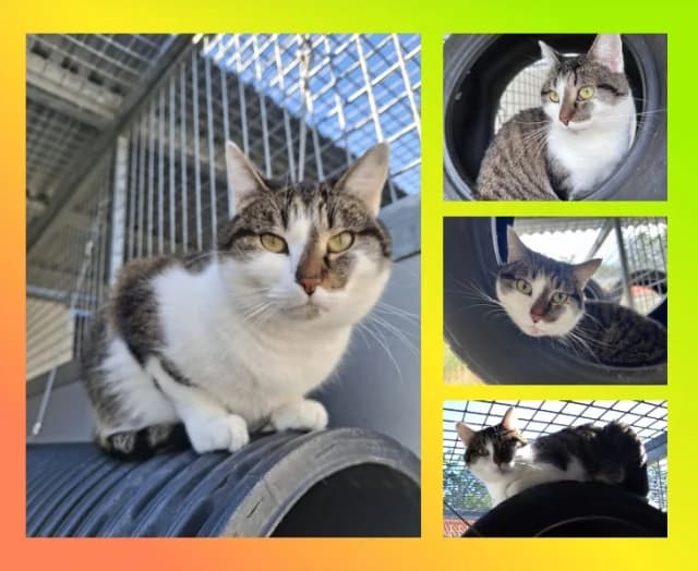 Juno, female 3yo Mixed Breed for adoption at Tierschutzverein Rosenheim, Rosenheim