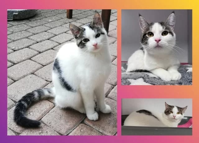 Hopsi, male young Mixed Breed for adoption at Tierschutzverein Rosenheim, Rosenheim