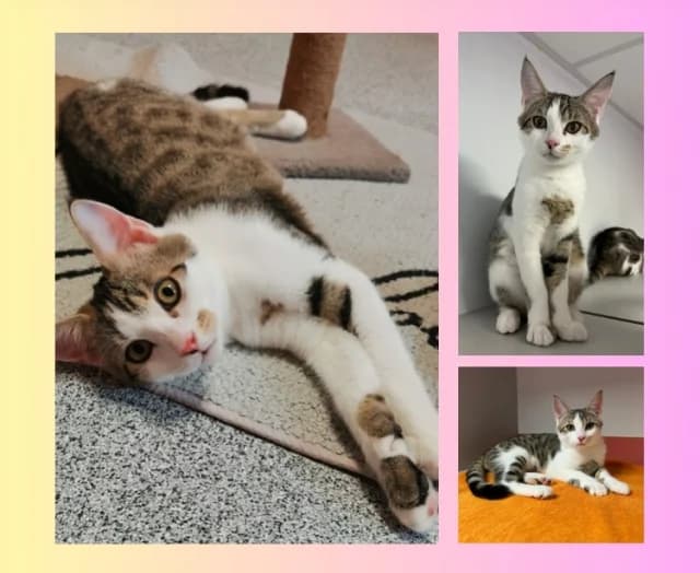 Pepper, male young Mixed Breed for adoption at Tierschutzverein Rosenheim, Rosenheim