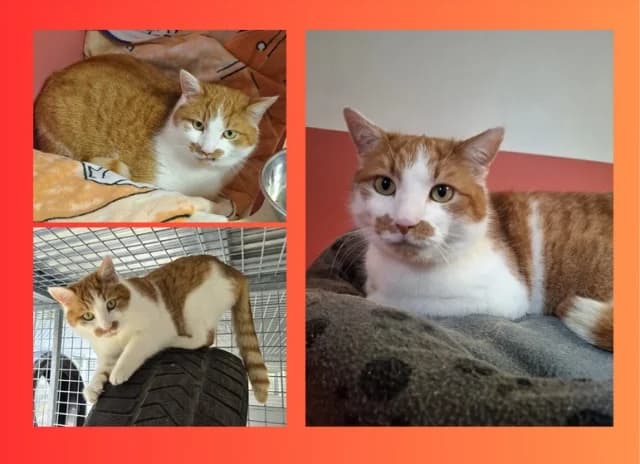 Harry, rot male 5yo Mixed Breed for adoption at Tierschutzverein Rosenheim, Rosenheim