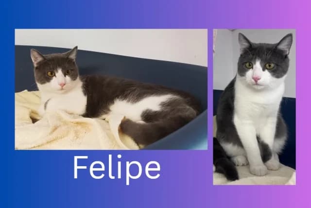 Felipe, grau male young Mixed Breed for adoption at Tierschutzverein Rosenheim, Rosenheim