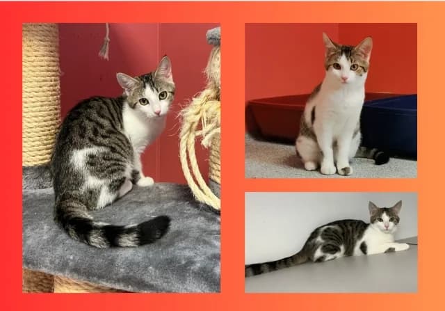 Spicey, male young Mixed Breed for adoption at Tierschutzverein Rosenheim, Rosenheim